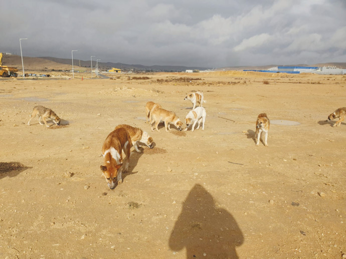 כלבים בדרום (צילום: ארכיון אגודת צער בעלי חיים בישראל)