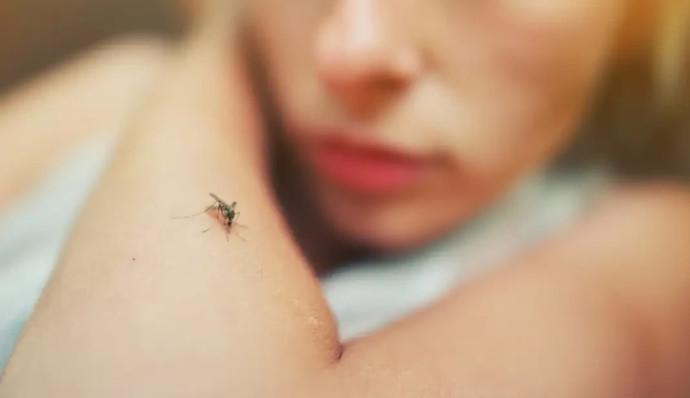 יתושים, אילוסטרציה (צילום: ingimage ASAP)
