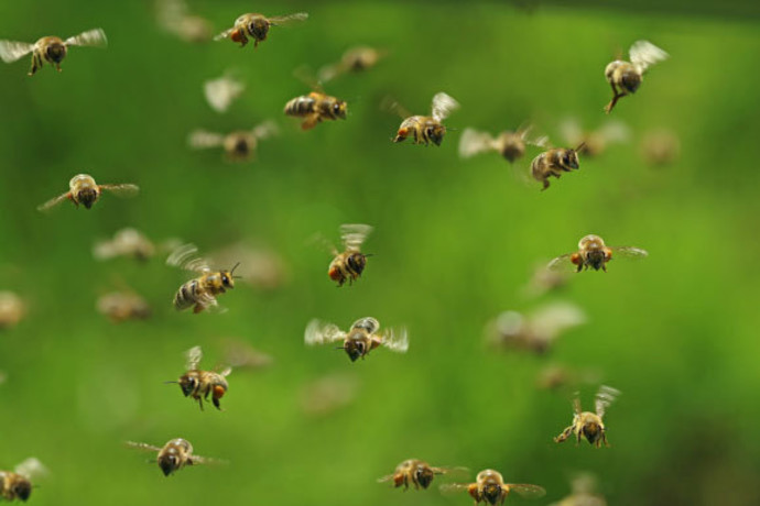 תעופה מורכבת עם מוח פשוט. דבורי דבש במעופן (צילום:  MakroBetz, Shutterstock)