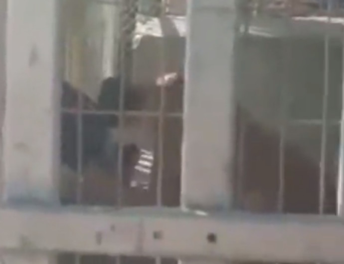 טגדיה ברצועת עזה: אריה טרף ילד בן 6 שביקר בגן החיות