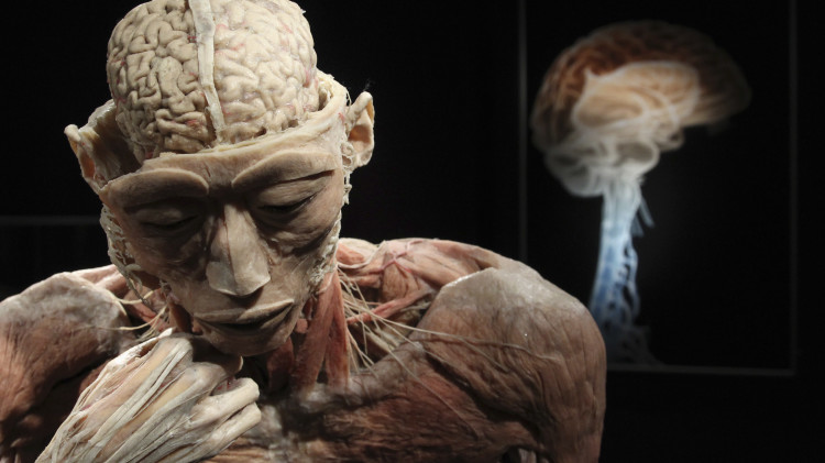 תערוכת גופות אמיתיות (צילום: REUTERS)