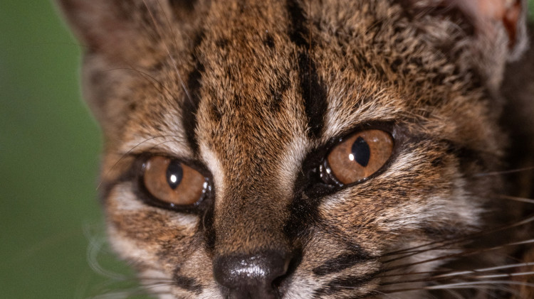 החתול החדש, Leopardus tilcayo (צילום: Fernando Faciole/National Geographic/Handout)