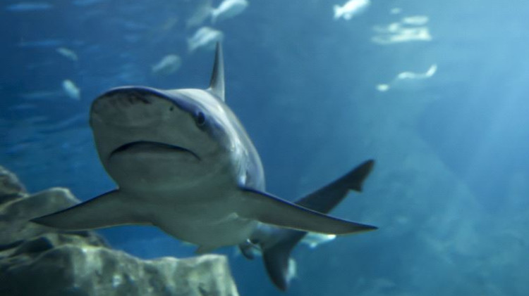 כרישים (צילום: ingimage ASAP)