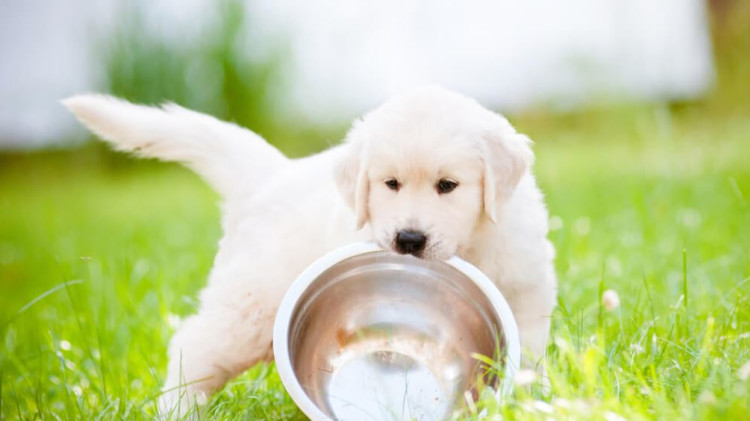 בתאבון חמודי. גור כלבים (אילוסטרציה) (צילום: באדיבות רויאל קנין)