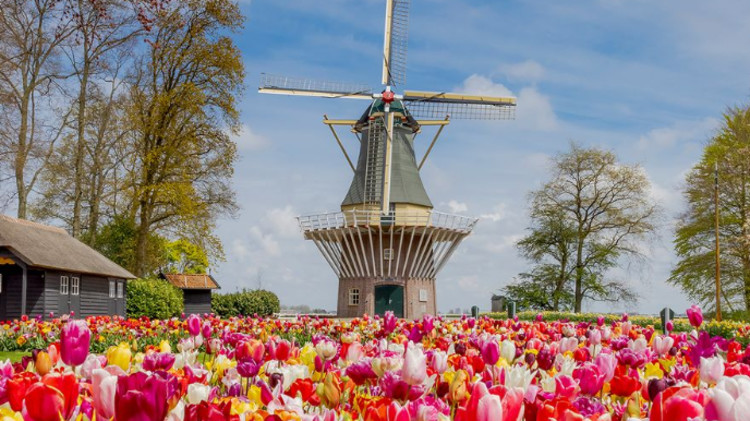 פארק Keukenhof בהולנד (צילום: צילום מסך אינסטגרם)