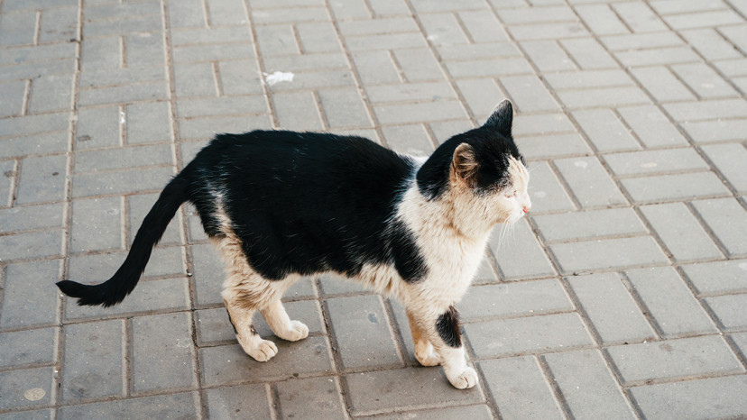 חתול  (צילום: אינג אימג')