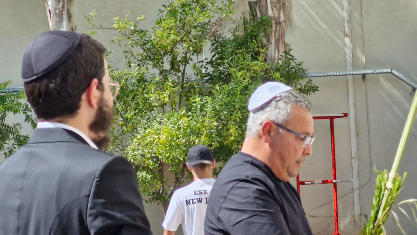 מבצע לולב (צילום: חב"ד)