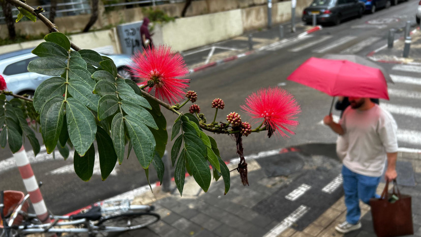 מטריה, גשם, חורף (צילום: אבשלום ששוני)