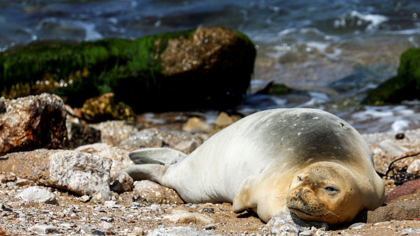 כלב ים בחופי יפו (צילום: רויטרס)