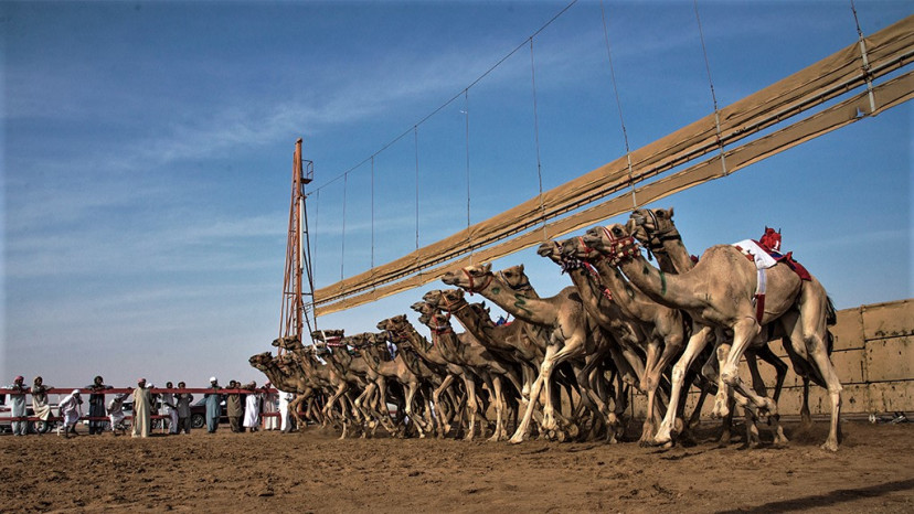 מרוץ גמלים בקטאר (צילום: ויקיפדיה)
