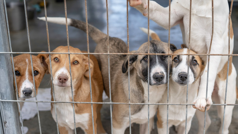 כלבים הממתינים לאימוץ בבית המחסה של העמותה בכפר רות (צילום: באדיבות "תנו לחיות לחיות")