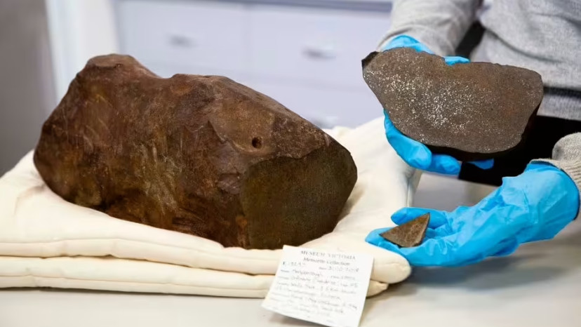 הממצא הנדיר (צילום: מוזיאון ויקטוריה)