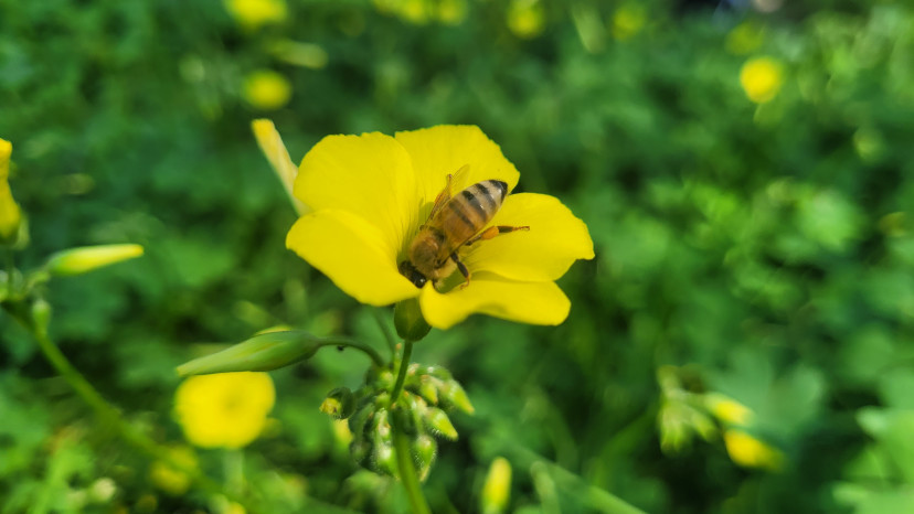 חמציצים (צילום: ד"ר עודד כהן)