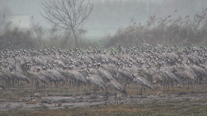עגורים הבוקר באגמון החולה (צילום: עינבר שלומית רובין, אגמון החולה–קק״ל)