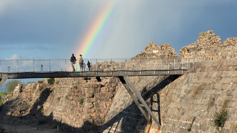 כוכב הירדן  (צילום: יובל מורן רשות הטבע והגנים)