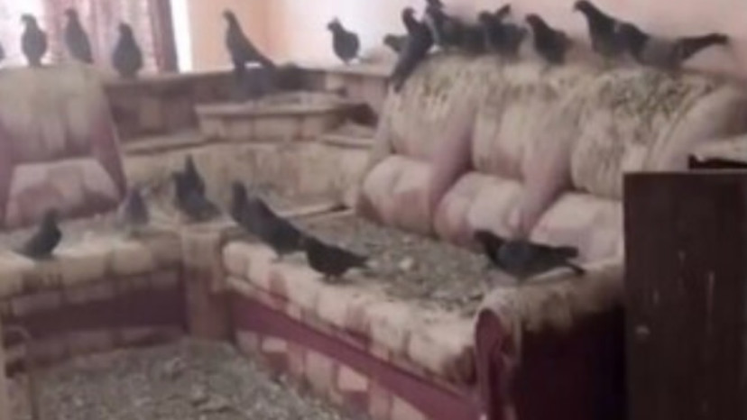 היונים השתלטו על הבית (צילום: צילום מסך)