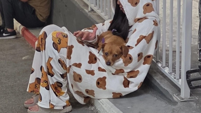 בעלי חיים בזמן המלחמה (צילום: יעל גולדשמיד)