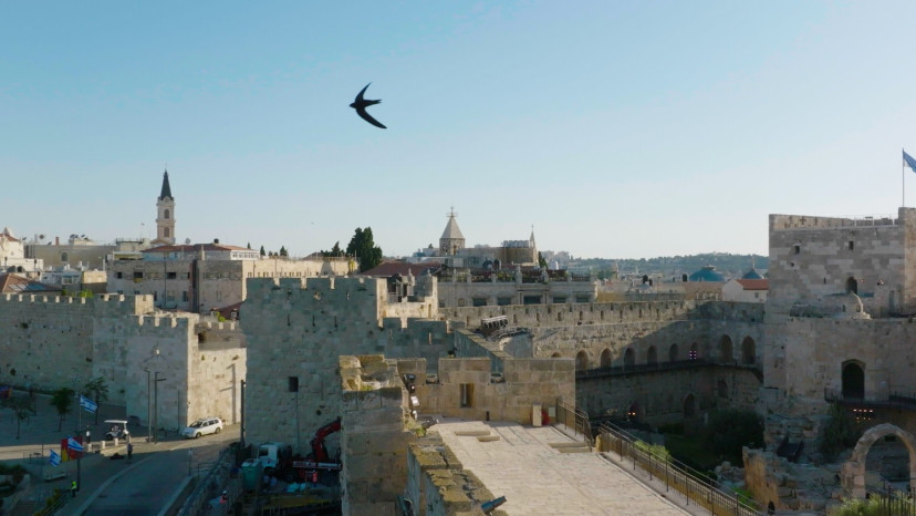 ציפור הסיס מעל ירושלים (צילום: יובל דקס)