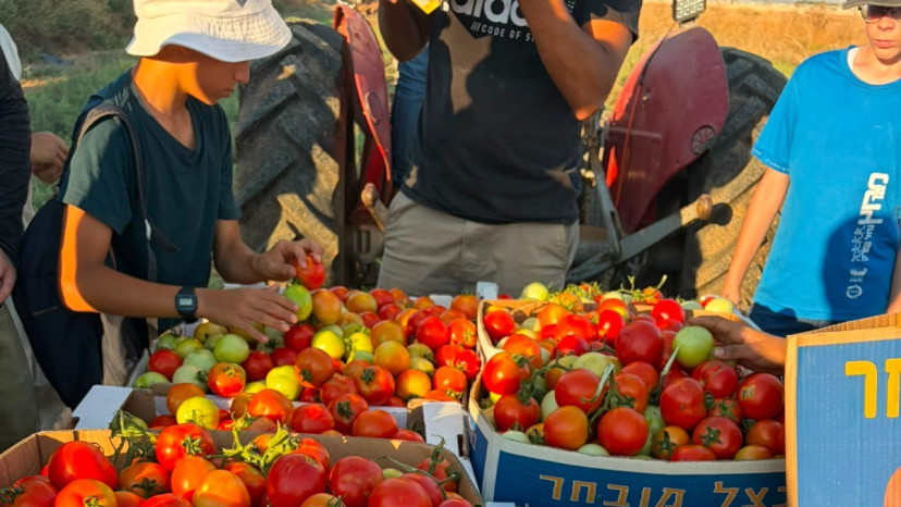 נערים מתנדבים בחקלאות (צילום:  "חיבורים בחקלאות")