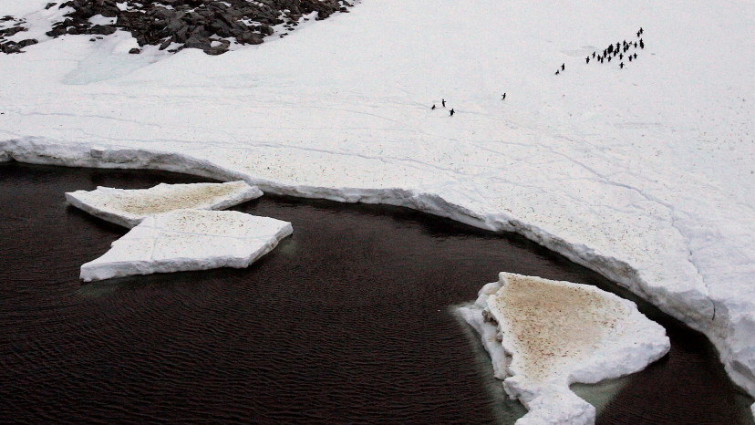 אנטרקטיקה  (צילום: רויטרס)