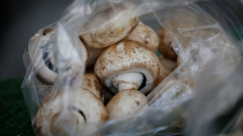 פטריות (צילום: רויטרס)