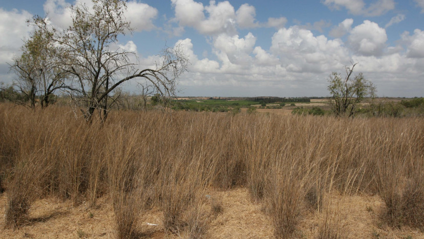 בצורת (צילום: אנה קפלן, פלאש 90)