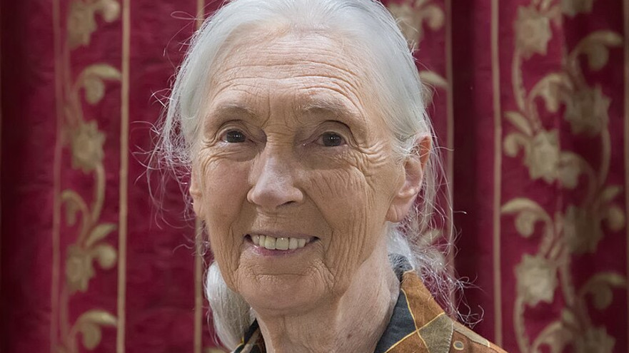 ג'יין גודול (צילום: ויקיפדיה)