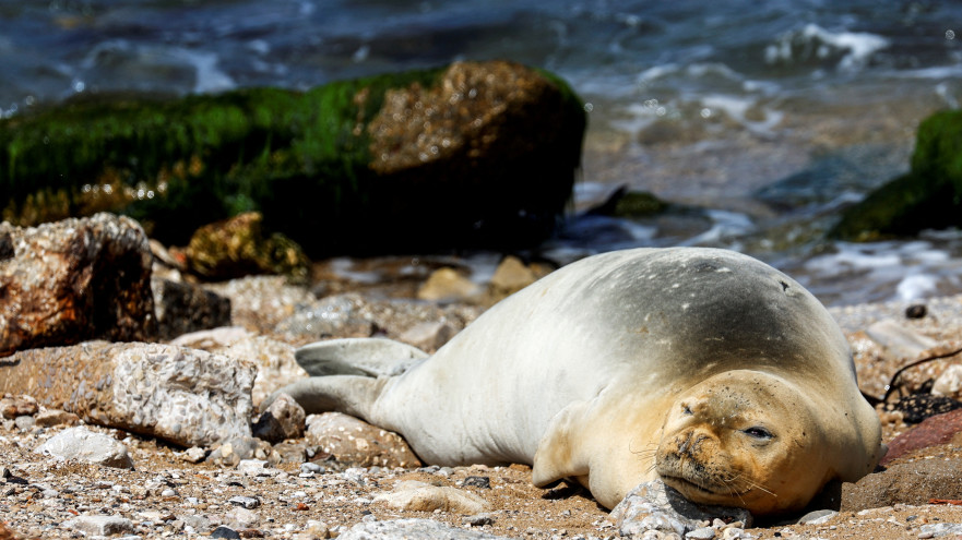 כלב ים בחופי יפו (צילום: רויטרס)