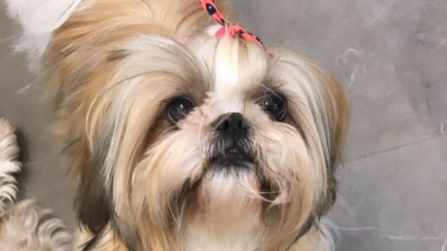 אחת הכלבות שנחטפו (צילום: הודיה רן, וואלה)