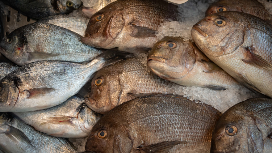 דגים (צילום: חיים גולדברג פלאש 90)