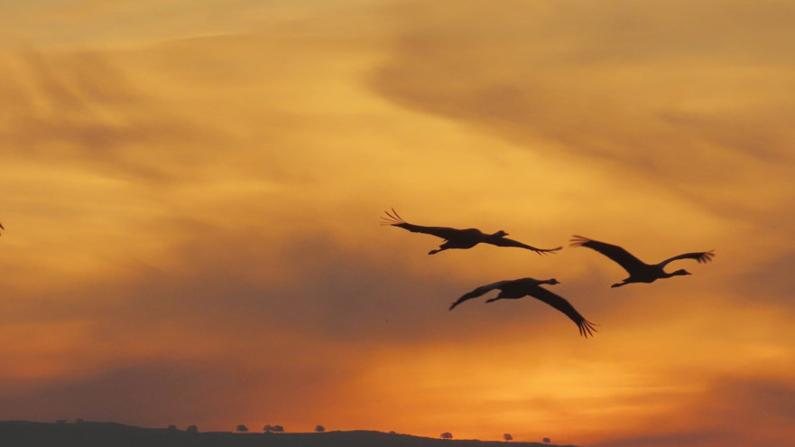 עגורים באגמון החולה-קק"ל (צילום: עינבר שלומית רובין, קק"ל)