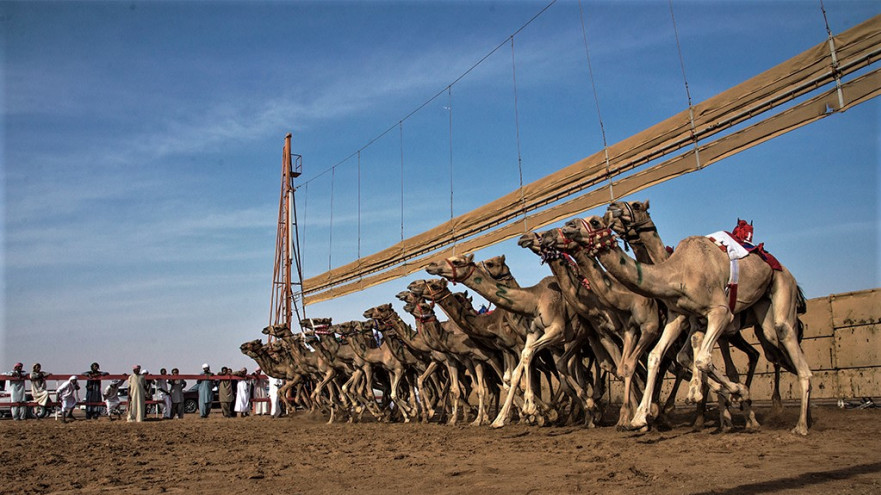 מרוץ גמלים בקטאר (צילום: ויקיפדיה)