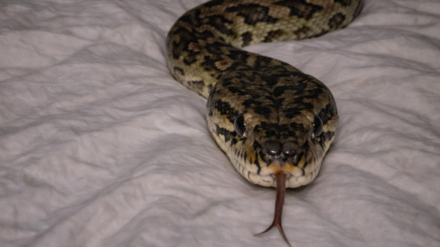 פיתון שטיחים (צילום: AI)