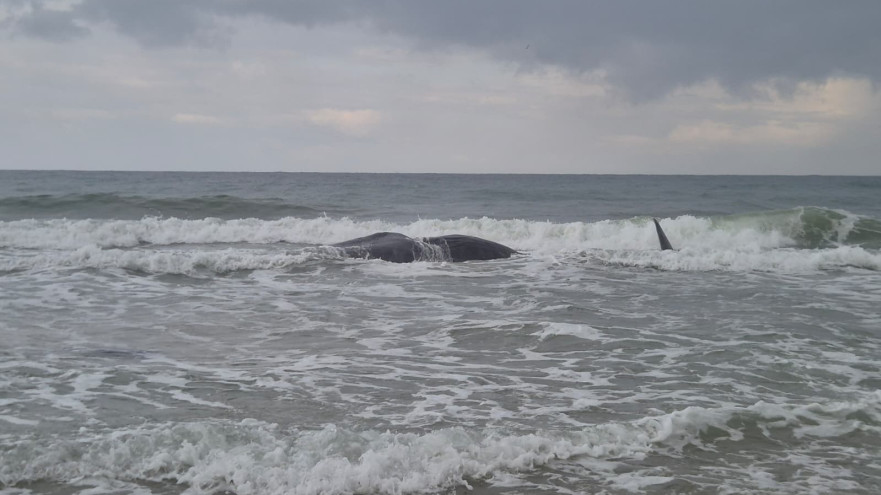 פגר של לוויתן ראשתן נסחף לחוץ זיקים (צילום:  אביתר בן אבי רשות הטבע והגנים)