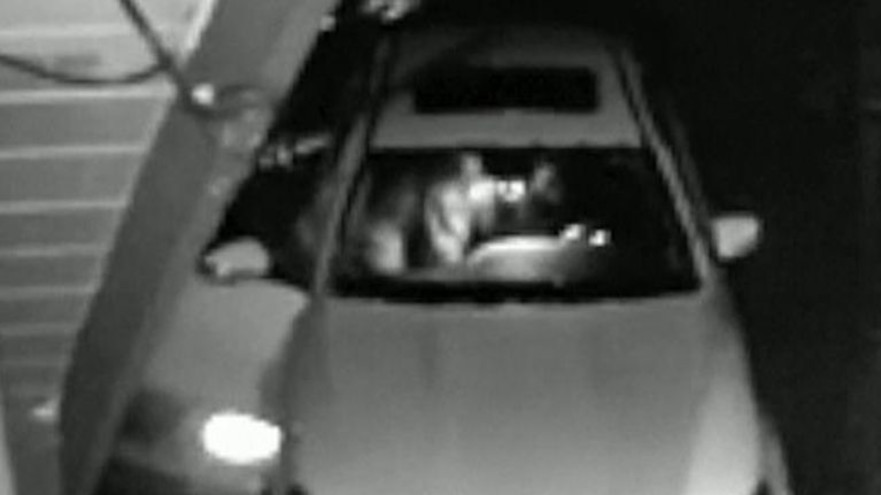 תקיפת הדוב (צילום: צילום מסך)