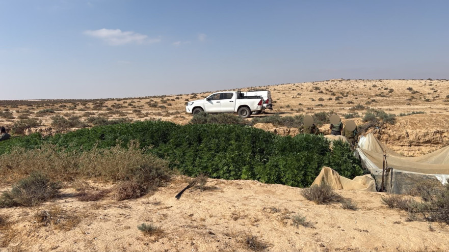  חממות פיראטיות לגידול בלתי חוקי של קנביס (צילום: דובר צה"ל)