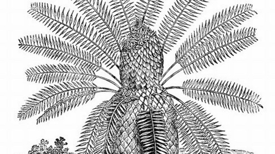 עץ דקל (צילום: אינג אימג')