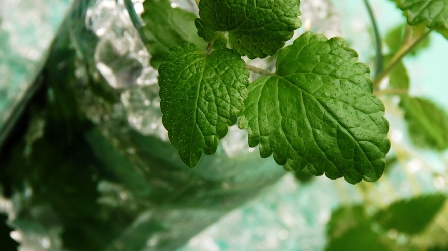 קוקטיילים (צילום: freeimages)