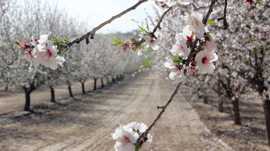 השקדיה פורחת, חבל יתיר (צילום: אלחנן אמיתי)