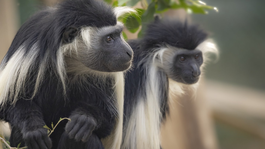 מקלט הקופים ביער בן שמן