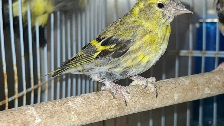 ציפור נדירה שנתפסה באום אל פחם