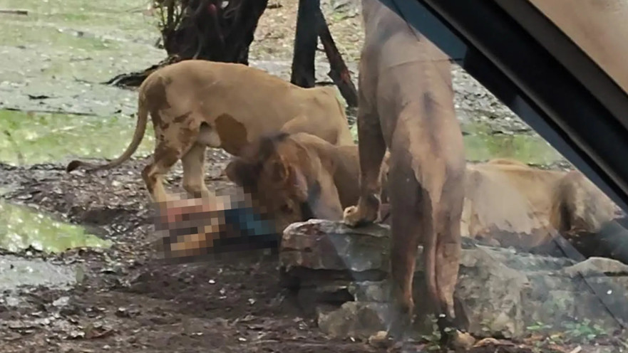 רגע התקיפה של האריות