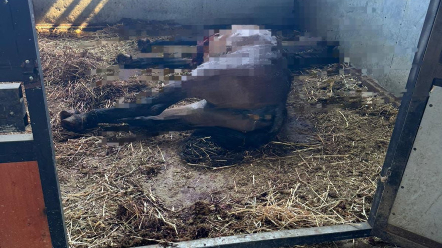 תושב טייבה נעצר בחשד לדקירת סוסים למוות