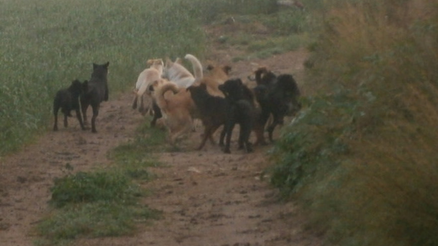 כלבים משוטטים