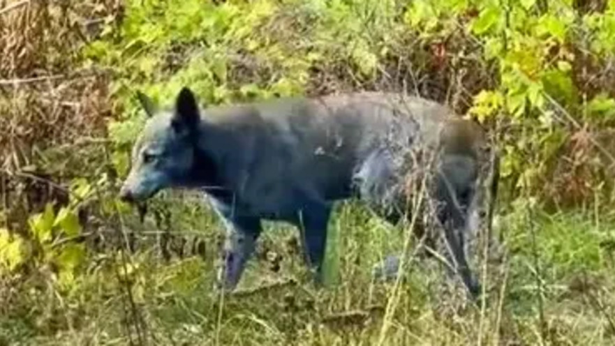 הכלבים בצ׳רנוביל - קיבלו צבע חדש לאור המחייה באזור