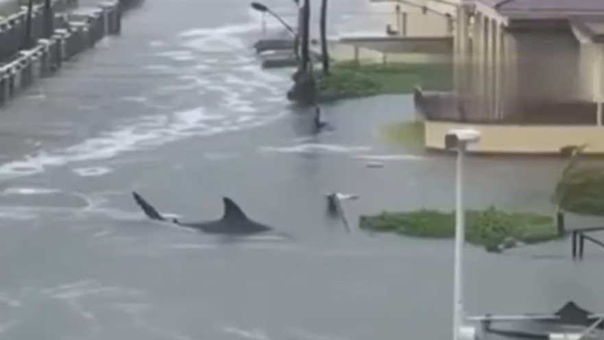 הוריקן "מליסה" בג'מייקה - כריש שוחה ברחוב