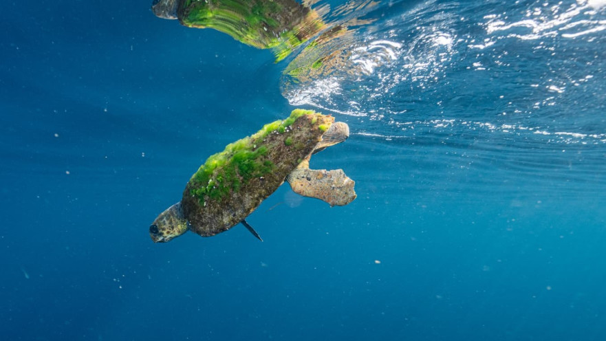 צב ים חום קטוע גפה, מול חופי שבי ציון