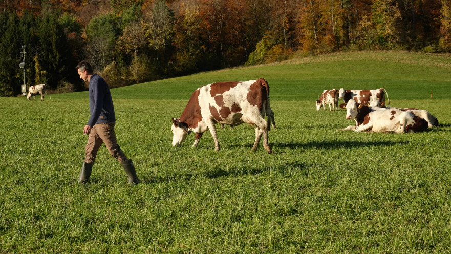 פרות בשווייץ