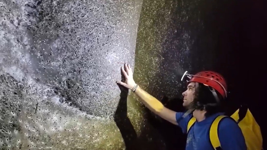 קורי העכביש הגדולים בעולם