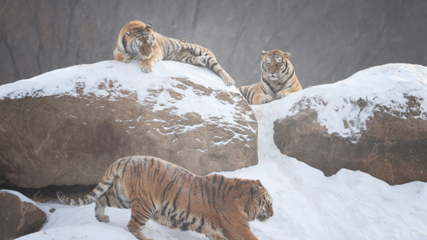 הטיגריס הסיבירי